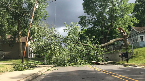 downed-tree-after-storm