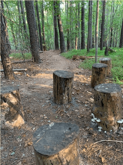 lowlands-tree-stump