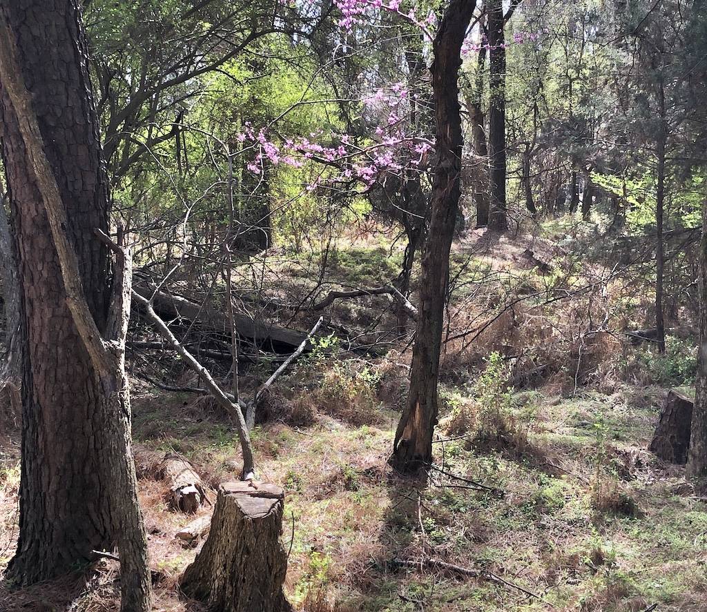 A view of trees and plants in the forest along the trail 