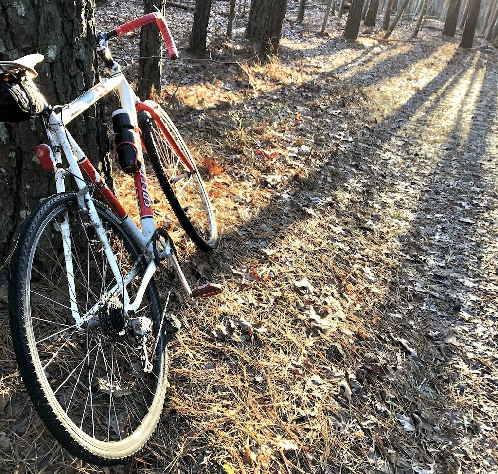 A bike leaning against the tree in the sunset