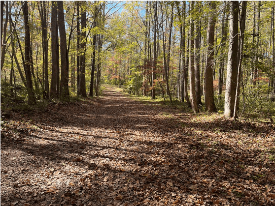 bolin-creek-carrboro