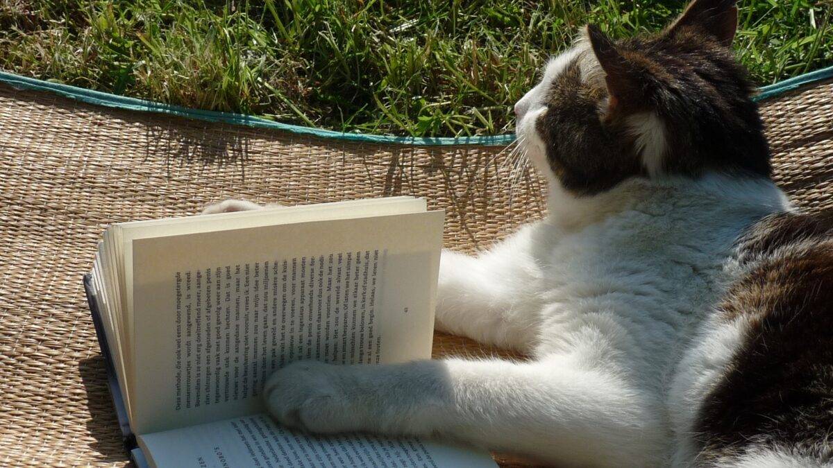 An image of a cat reading a book.