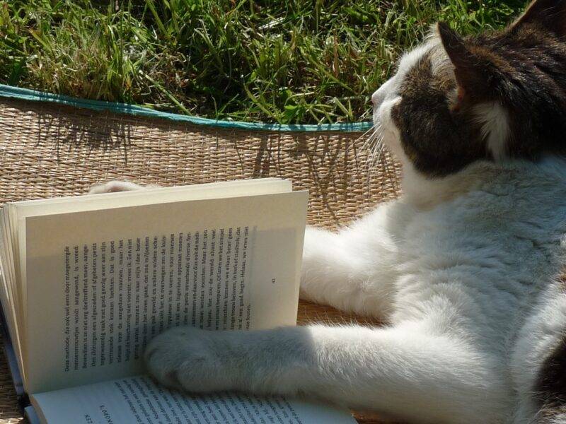 An image of a cat reading a book.