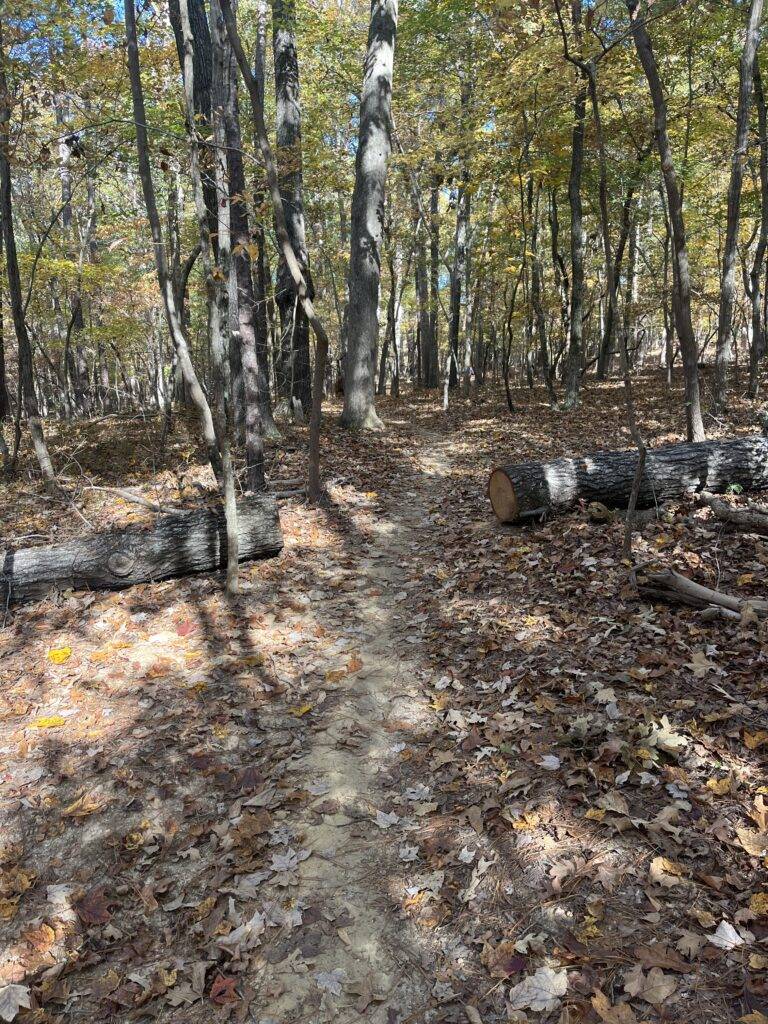 A picture of a natural surface mountain bike trail.