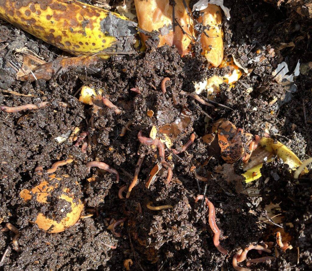 Worms and kitchen scraps mingle in the vermicomposting bin