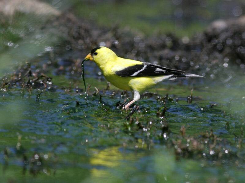An American goldfinch in the Eno River.