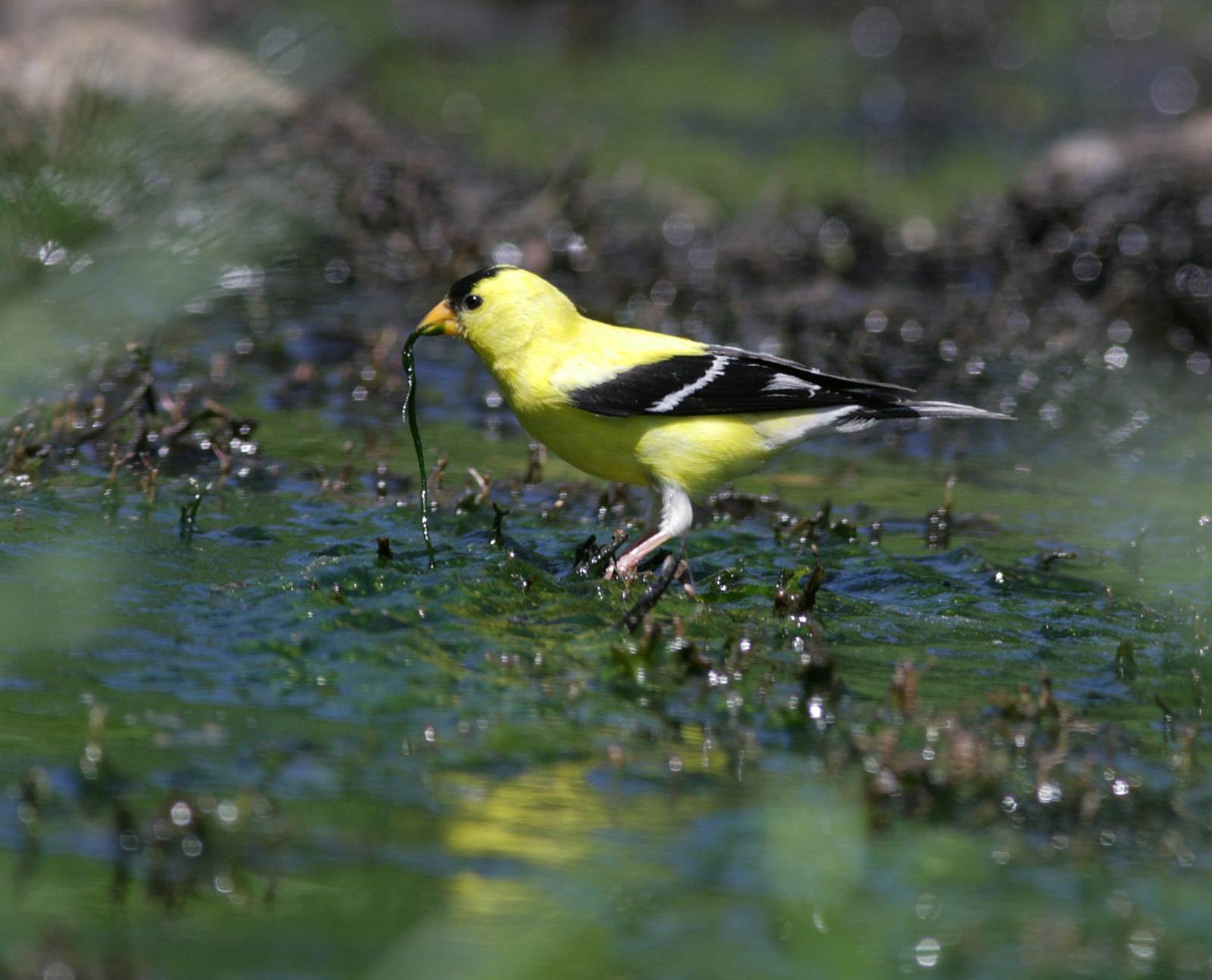 An American goldfinch in the Eno River.