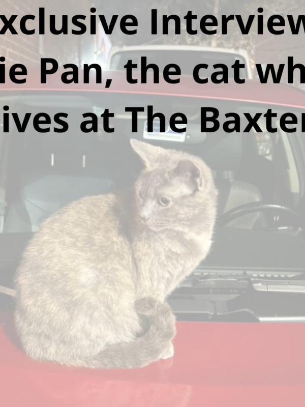 Interview: Pie Pan, the cat who lives at The Baxter