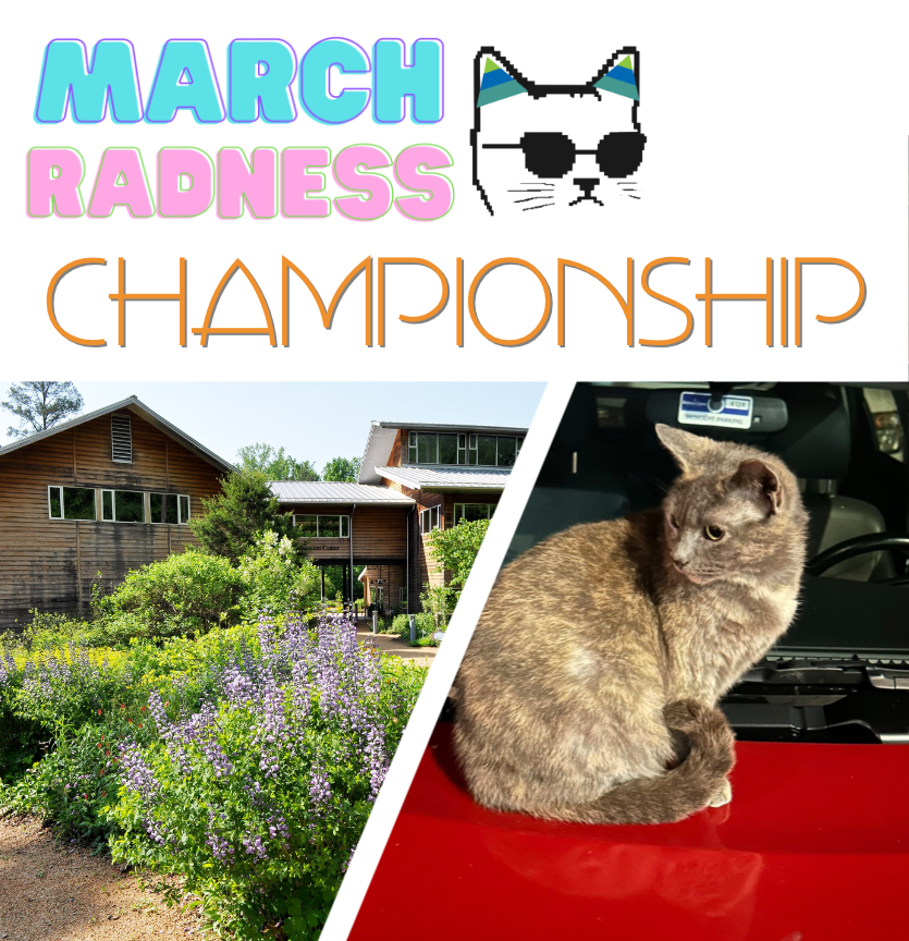 March Radness Live Blog: Championship!