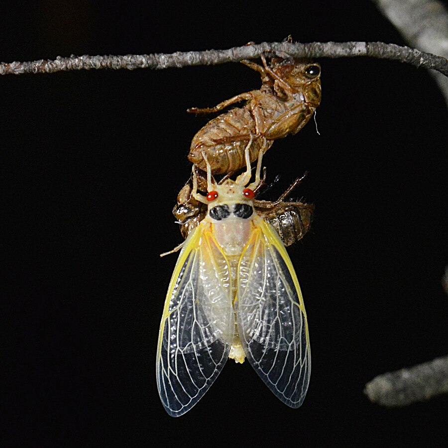 What’s that noise? This week, the answer is always cicadas