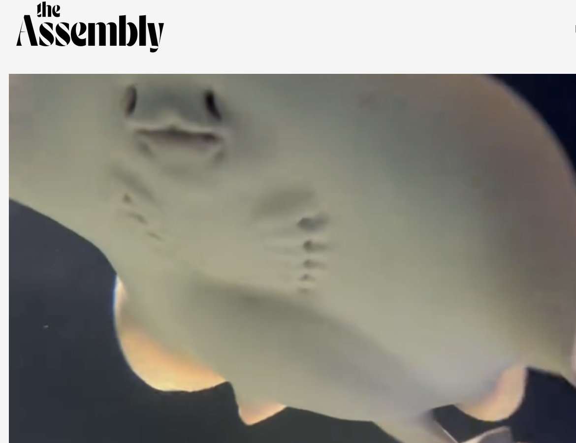 assembly-stingray