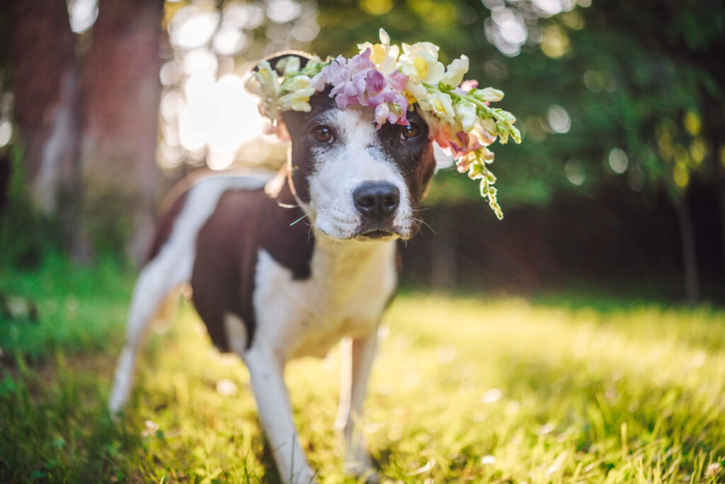 A photo of a dog with flowers on it's head