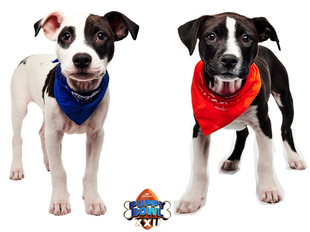 Two puppies with colored bandanas appear on a white background