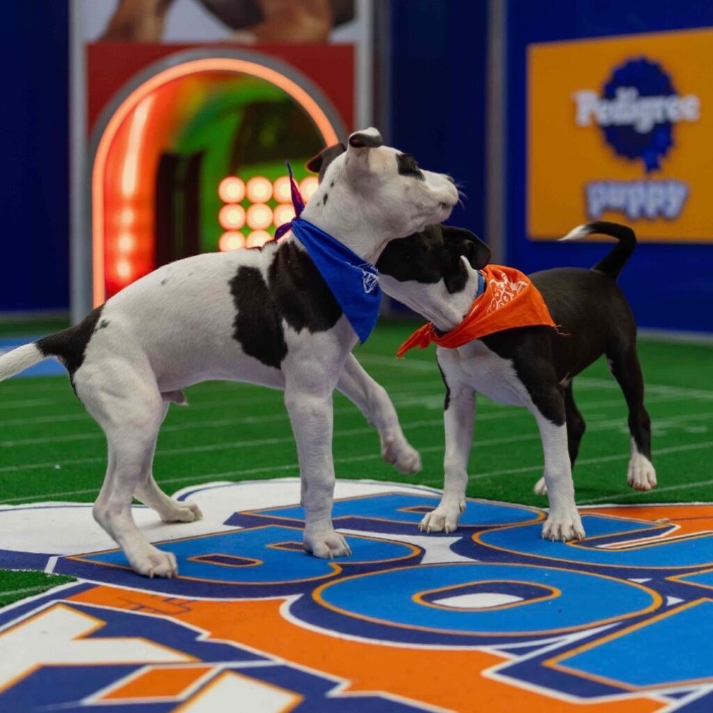 Two puppies tug at each other