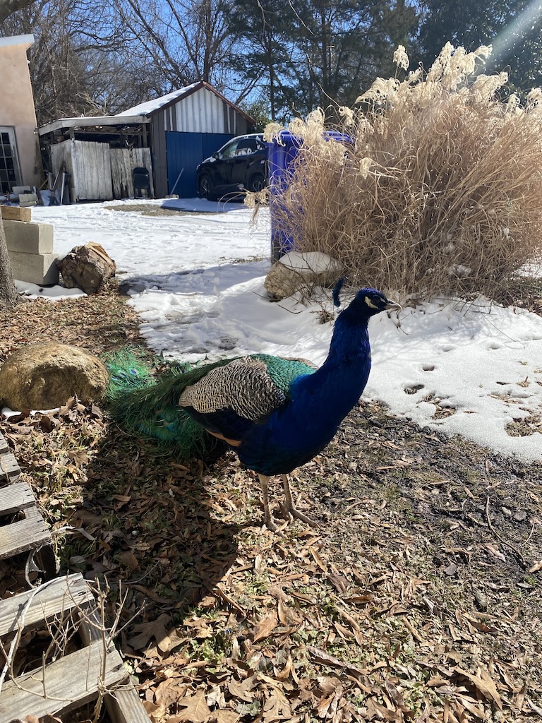 Tico in February, before he moved on to John and Tina's