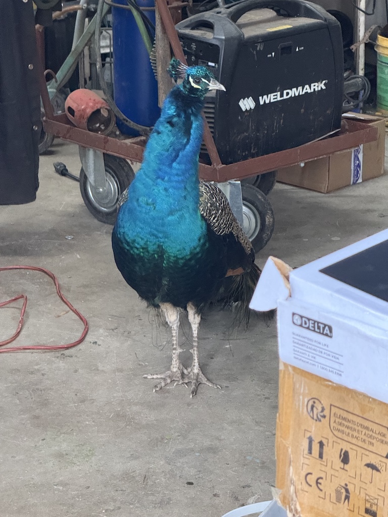 A peacock next to a welding. machine