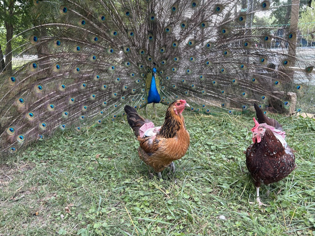 Tico, showing off amongst the hens in Tina and John's enclosure 