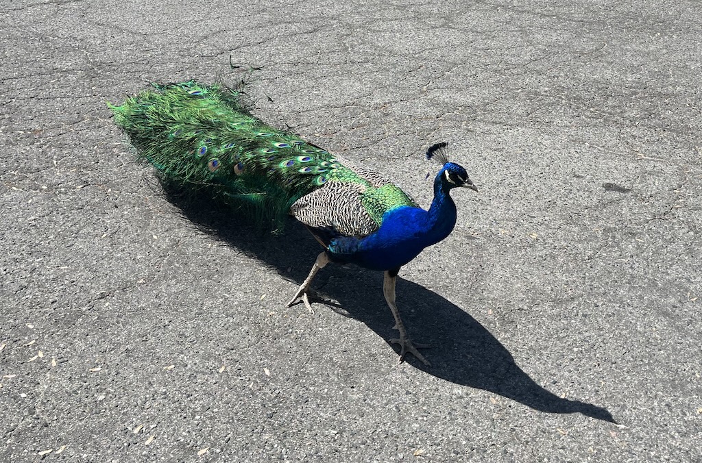 Near the Farmers Mkt