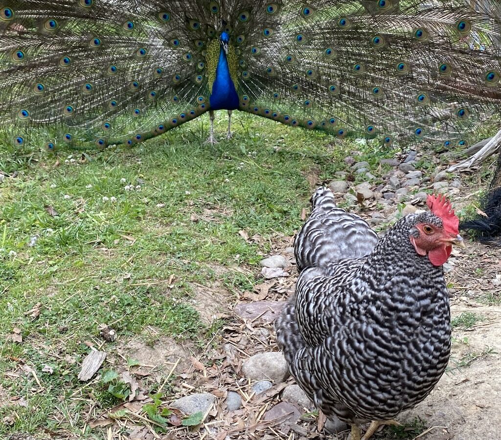 Tico and his love interest, Chikera!