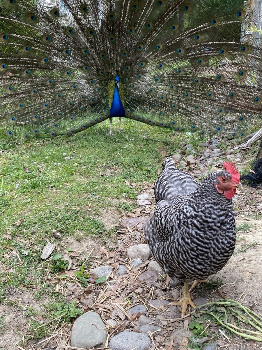 Meet Tico, Carrboro’s Peacock