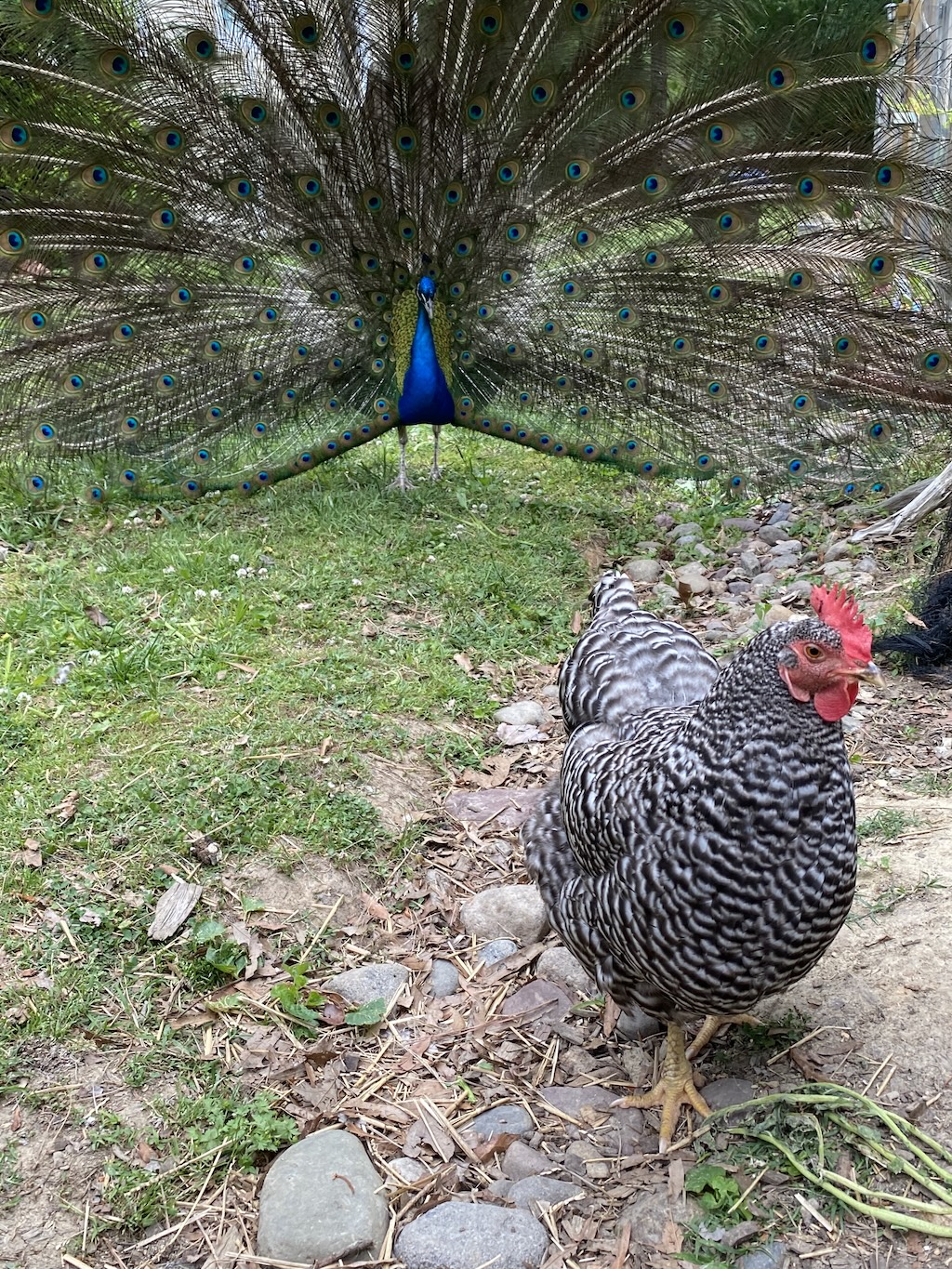 Meet Tico, Carrboro’s Peacock